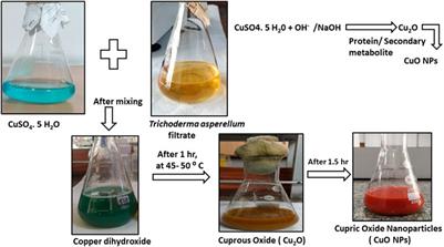 Biocontrol potential of mycogenic copper oxide nanoparticles against Alternaria brassicae